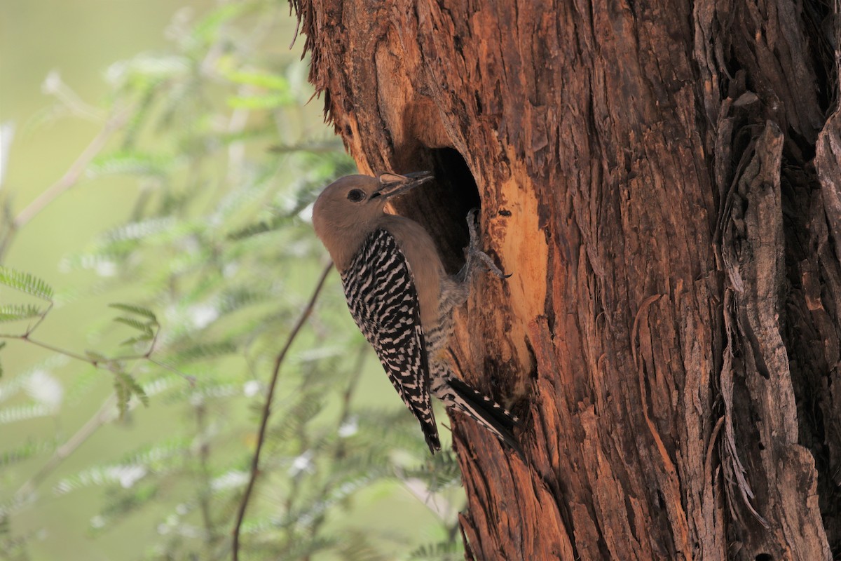 Gila Woodpecker - ML331855691