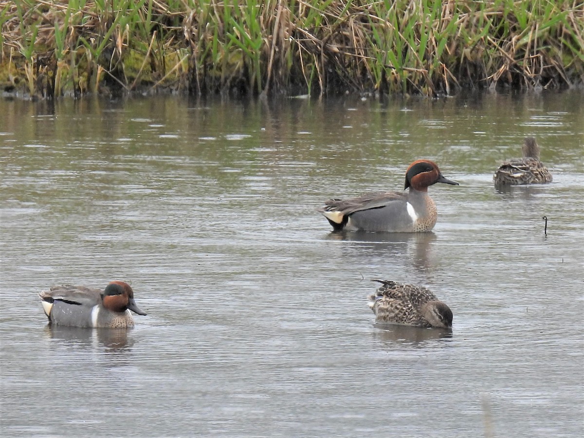 Green-winged Teal - ML331856691