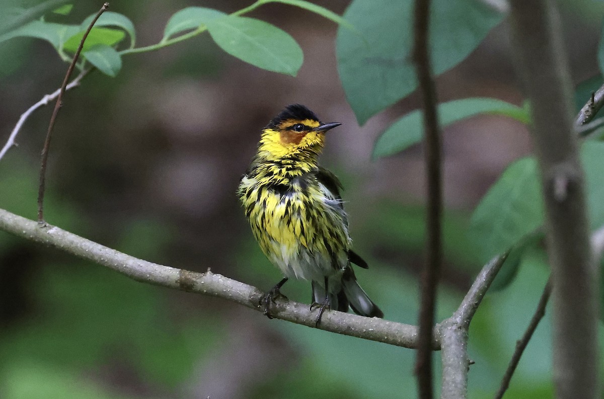 Cape May Warbler - ML331857581