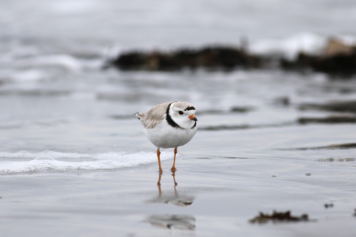 Piping Plover - ML331863771