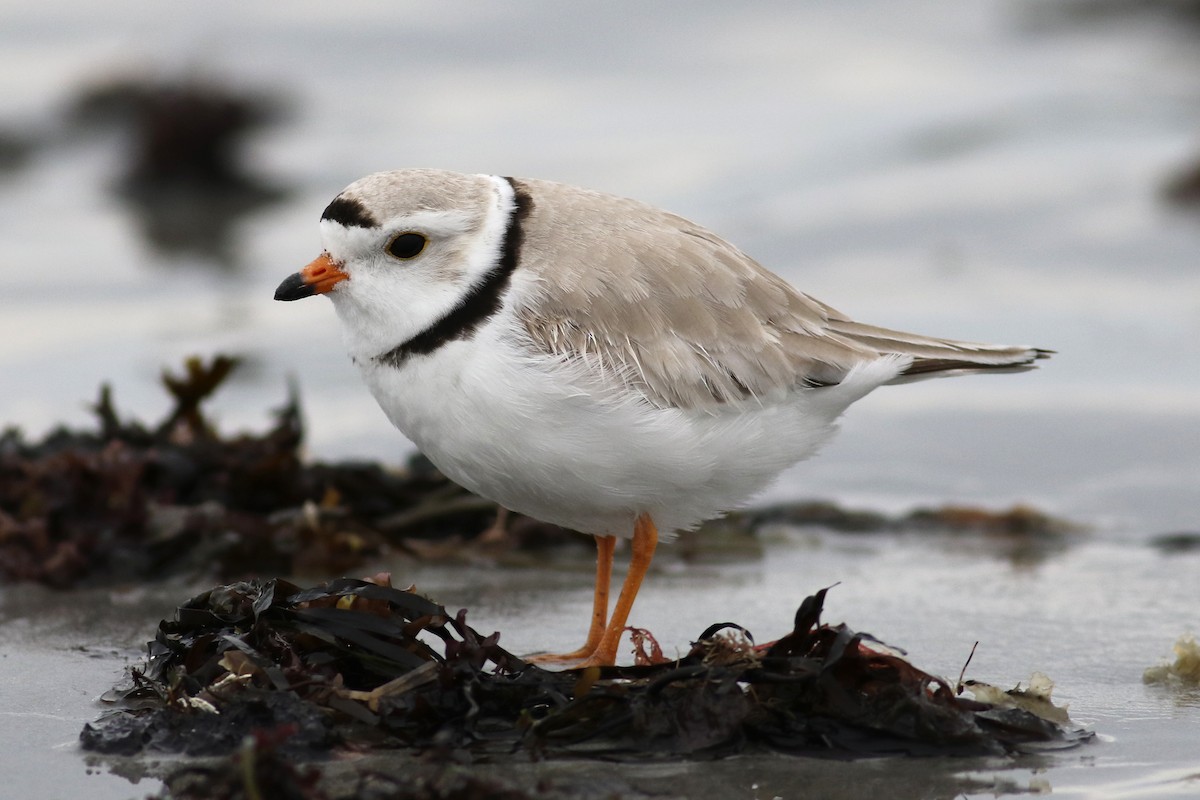 Piping Plover - ML331863801