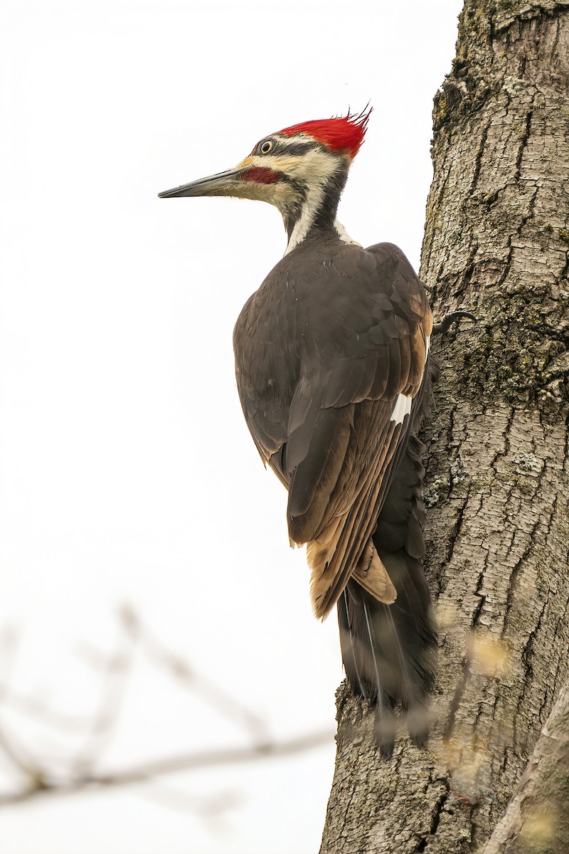Pileated Woodpecker - ML331866681