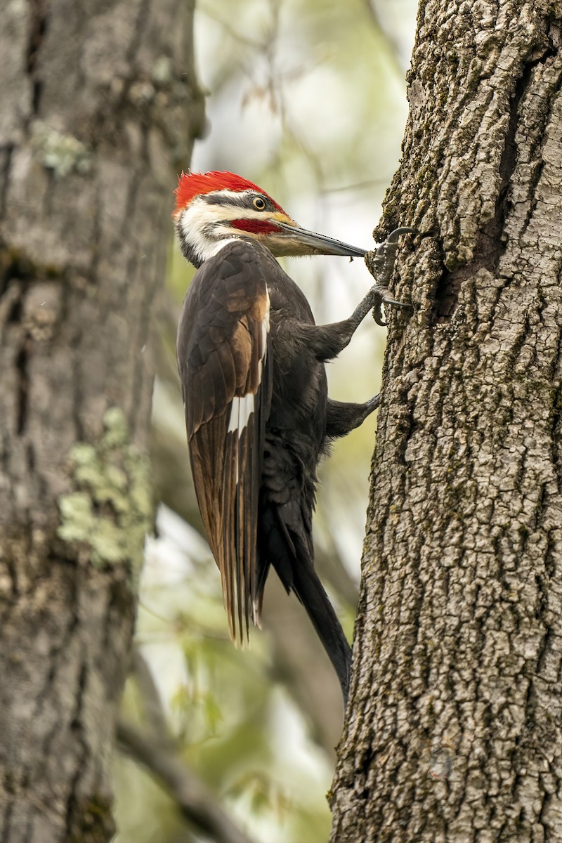 Pileated Woodpecker - Michelle Holycross