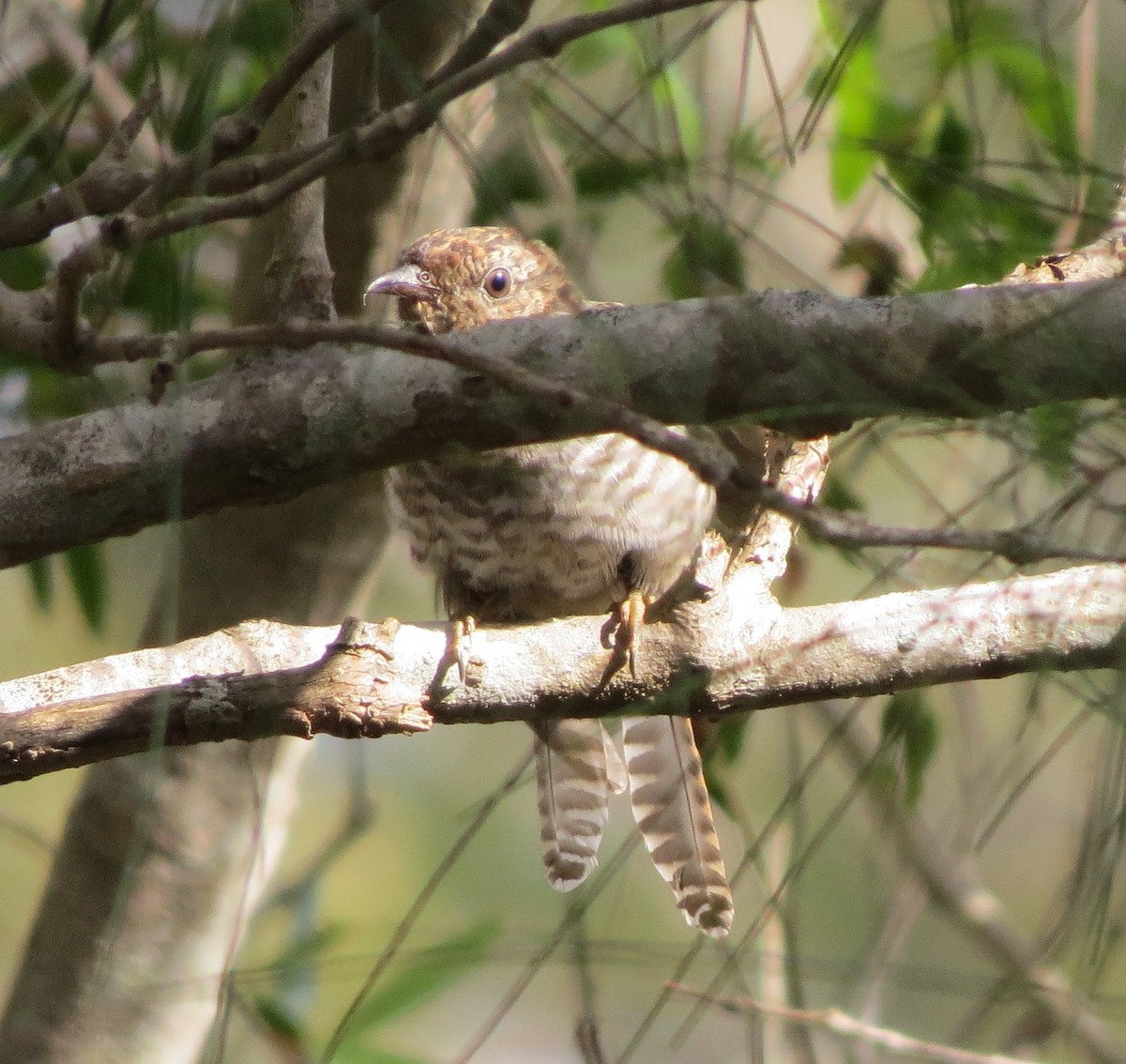 Brush Cuckoo (Australasian) - ML331867141