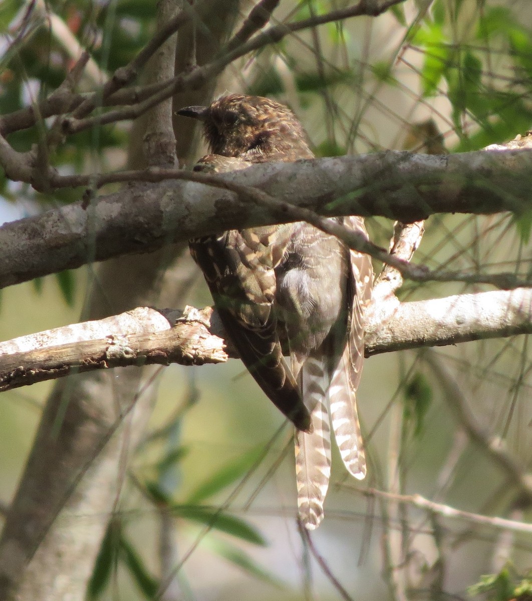 Brush Cuckoo (Australasian) - ML331867171