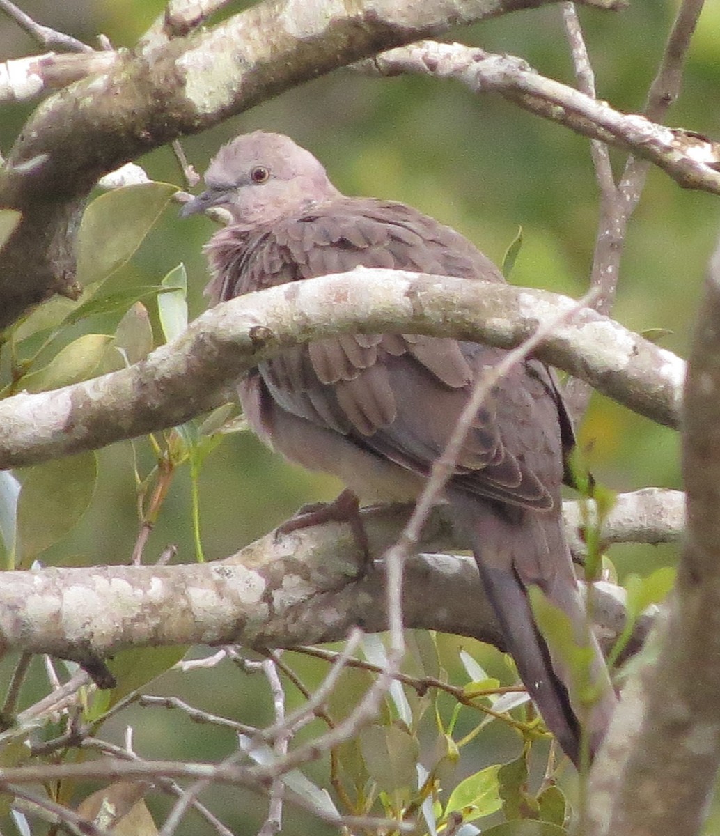 Spotted Dove - ML331869421