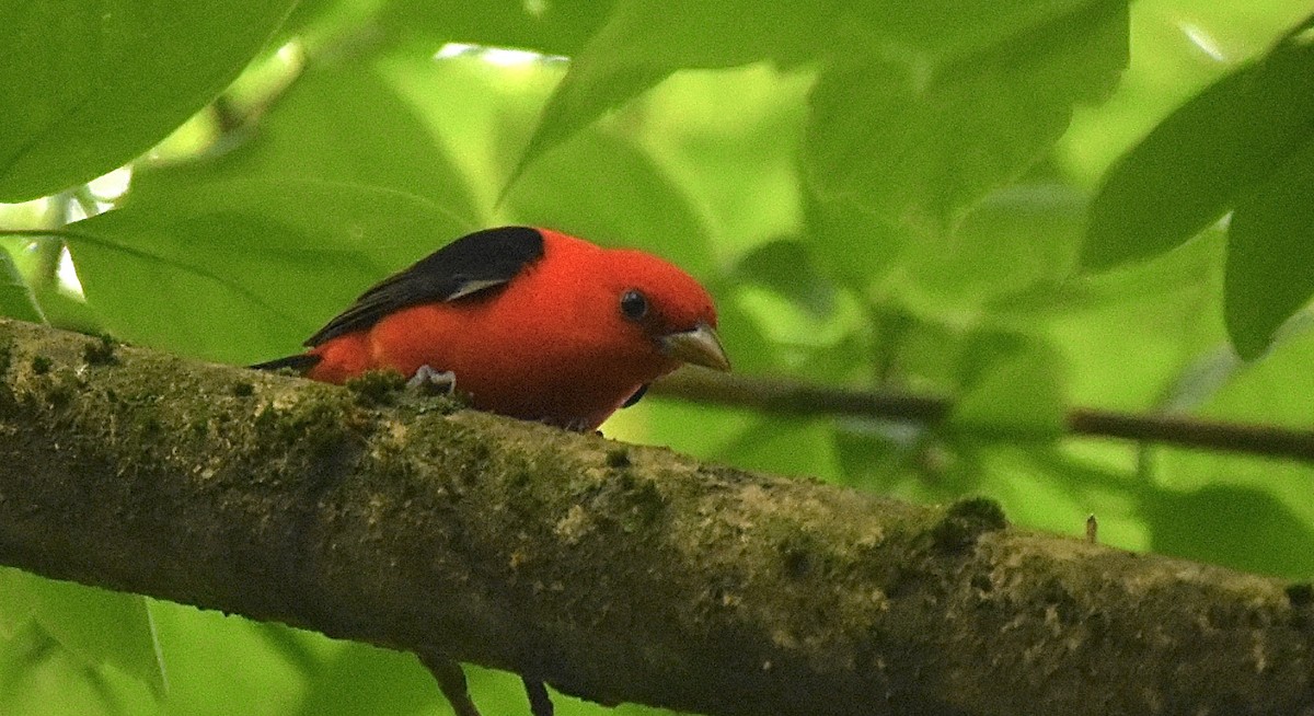 Scarlet Tanager - ML331873331