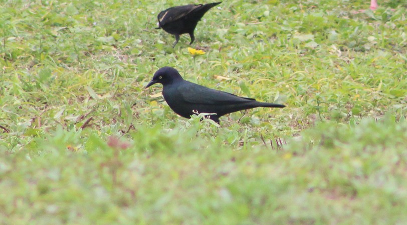 blackbird sp. - Greg Hall