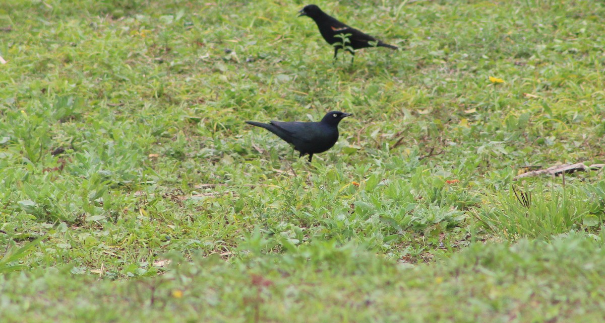 blackbird sp. - Greg Hall