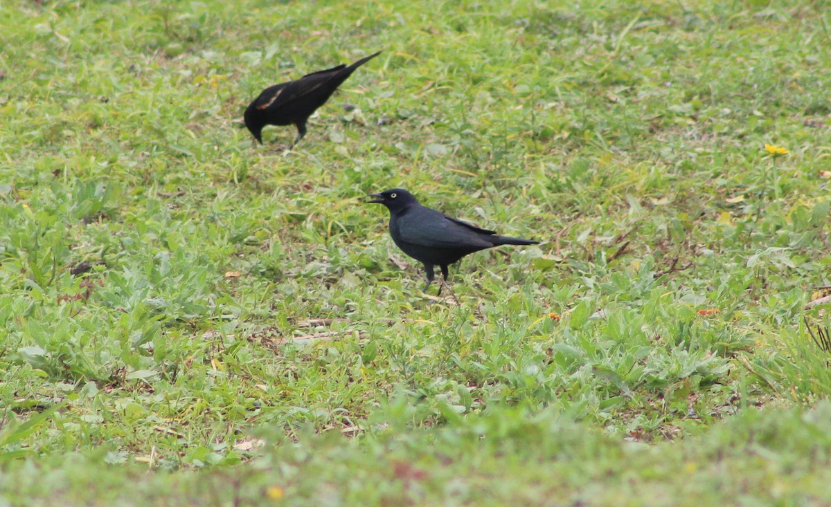 blackbird sp. - ML331874731