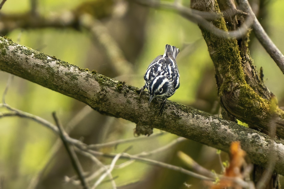 Black-and-white Warbler - ML331875251