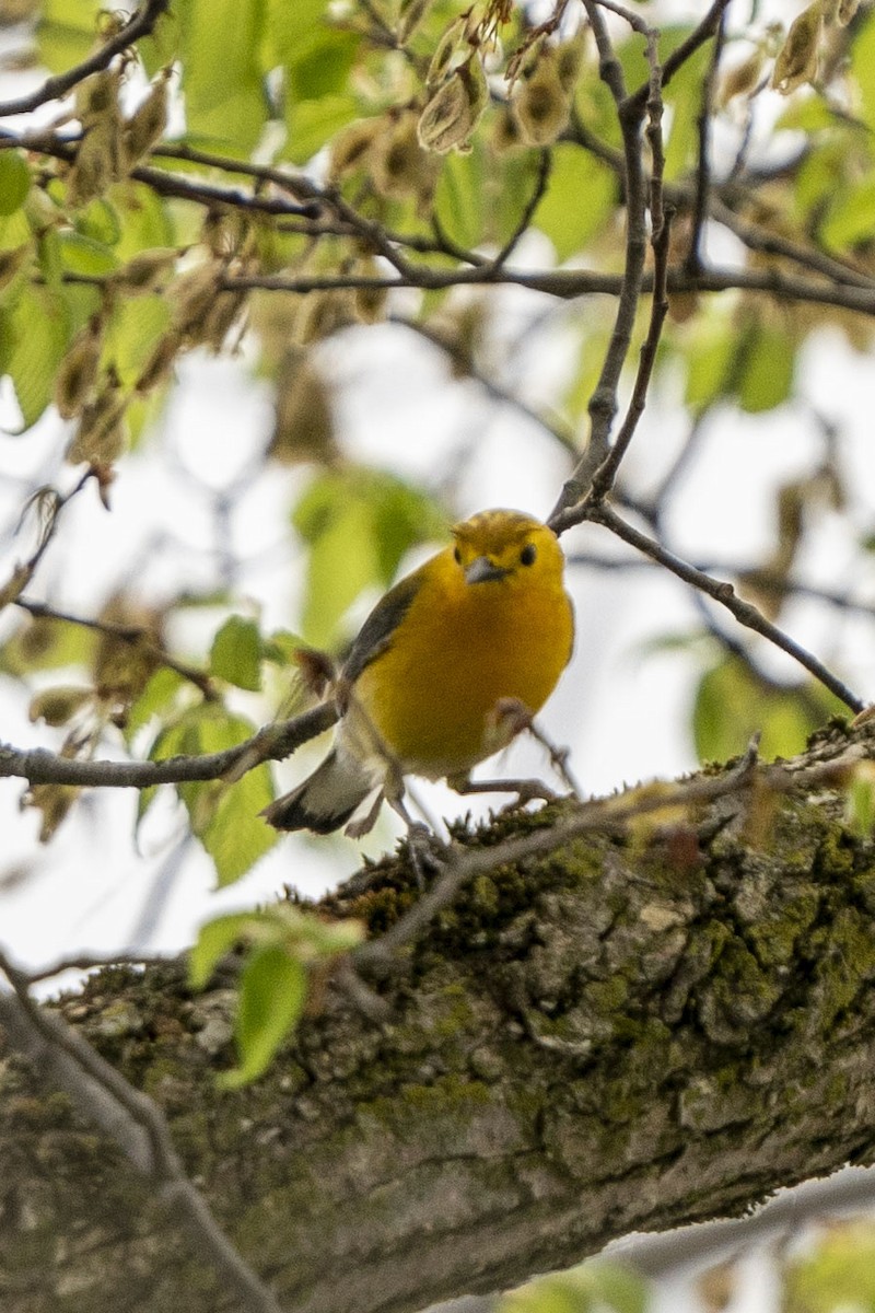 Prothonotary Warbler - ML331875521
