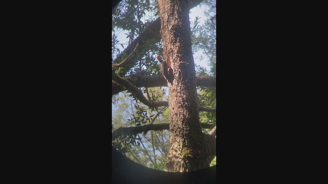 Pileated Woodpecker - ML331877671