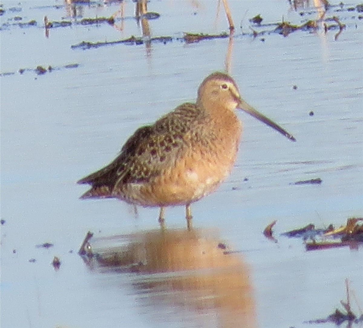 Long-billed Dowitcher - ML331880431