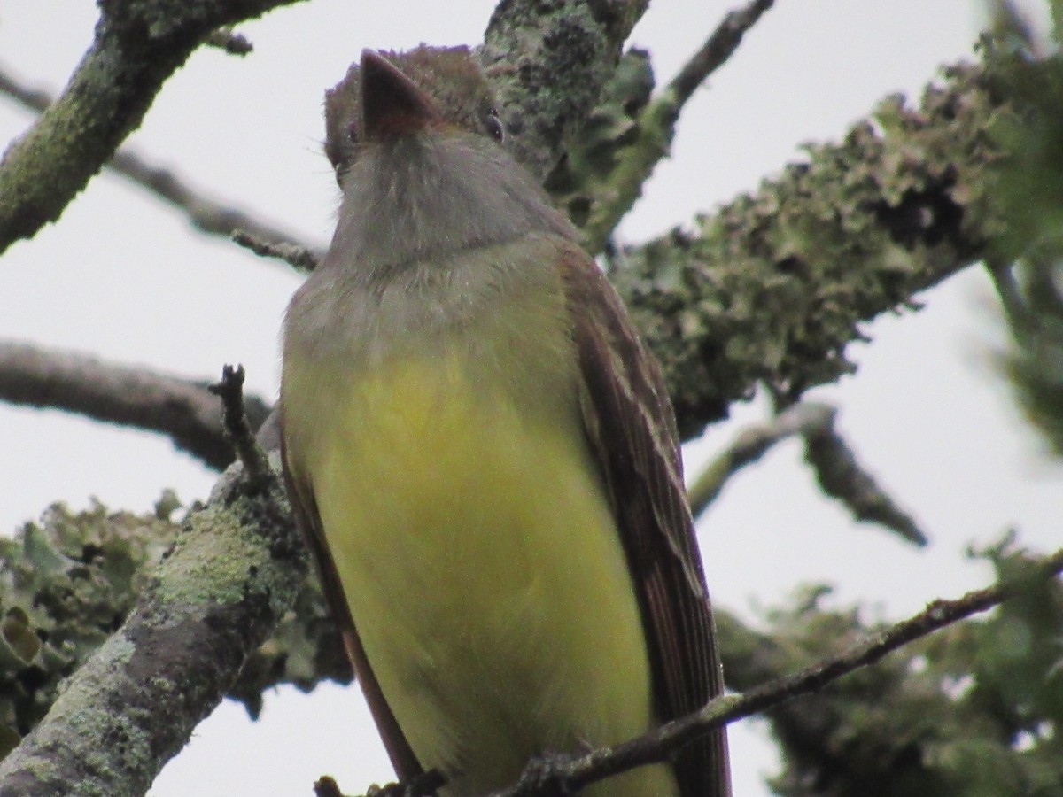 Great Crested Flycatcher - Caleb Helsel