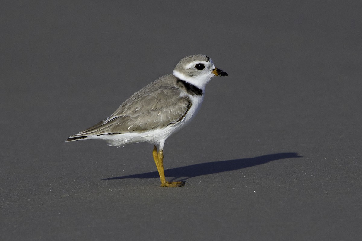 Piping Plover - stephanie pluscht
