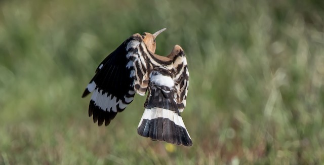 Definitive Basic (or Alternate) Plumage (subspecies <em class="SciName notranslate">epops</em>). - Eurasian Hoopoe - 