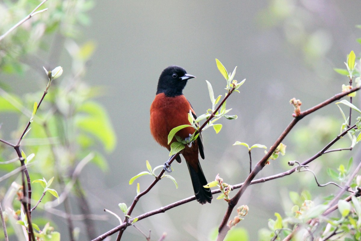 Orchard Oriole - ML331901551