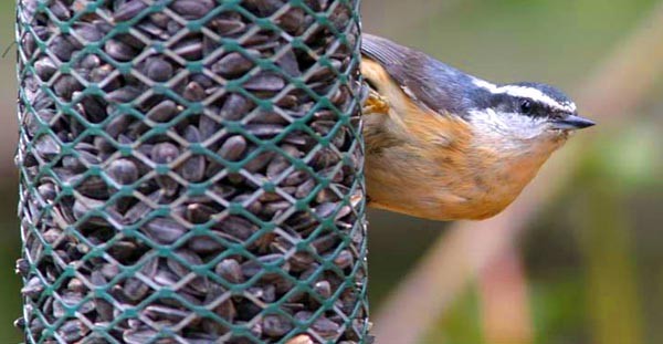 Red-breasted Nuthatch - Don Roberson