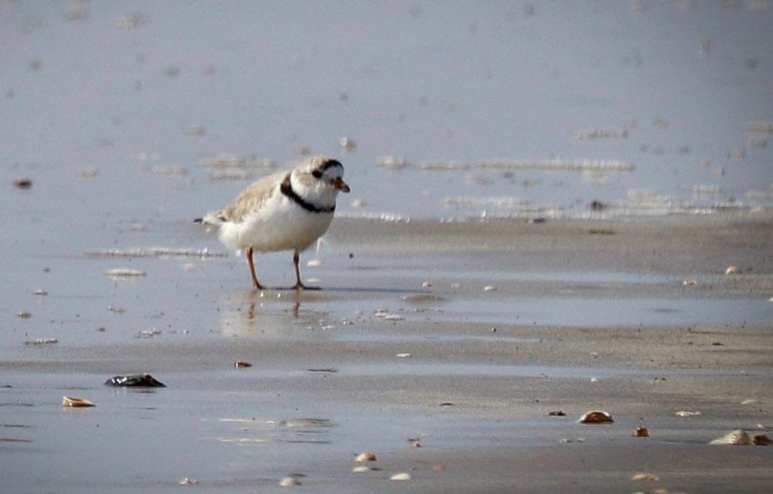 Piping Plover - ML331914041