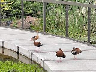 Fulvous Whistling-Duck, ML331914881