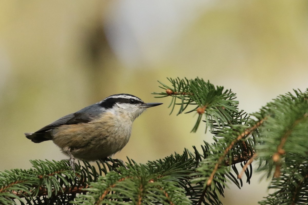 Red-breasted Nuthatch - ML331915571