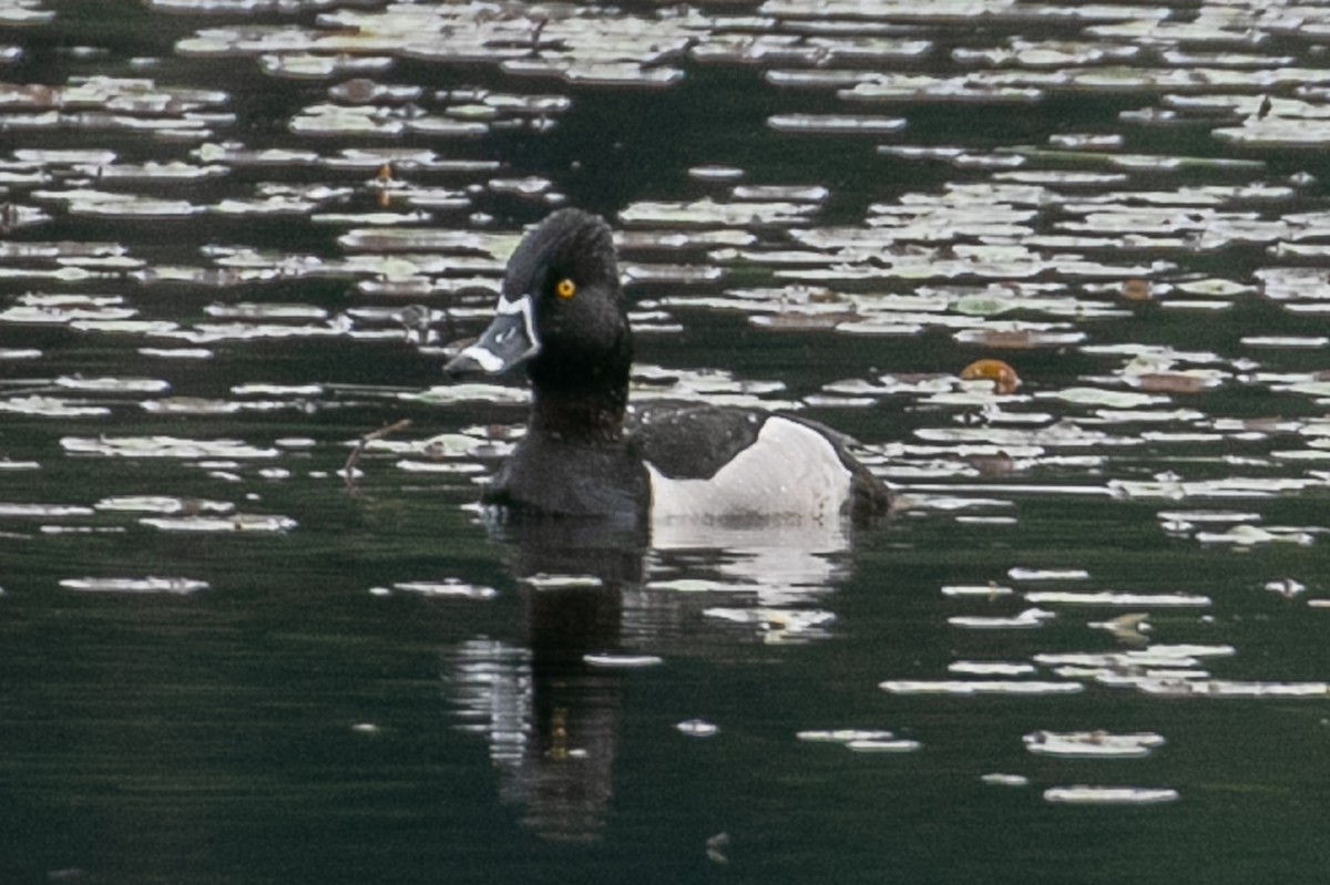 Ring-necked Duck - ML331917171