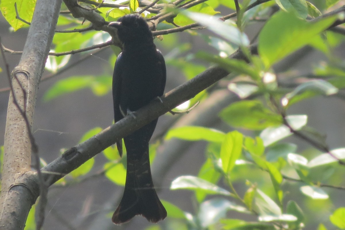 Square-tailed Drongo-Cuckoo - Shankar Tiwari