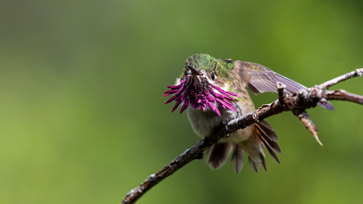 Calliope Hummingbird - ML331925071
