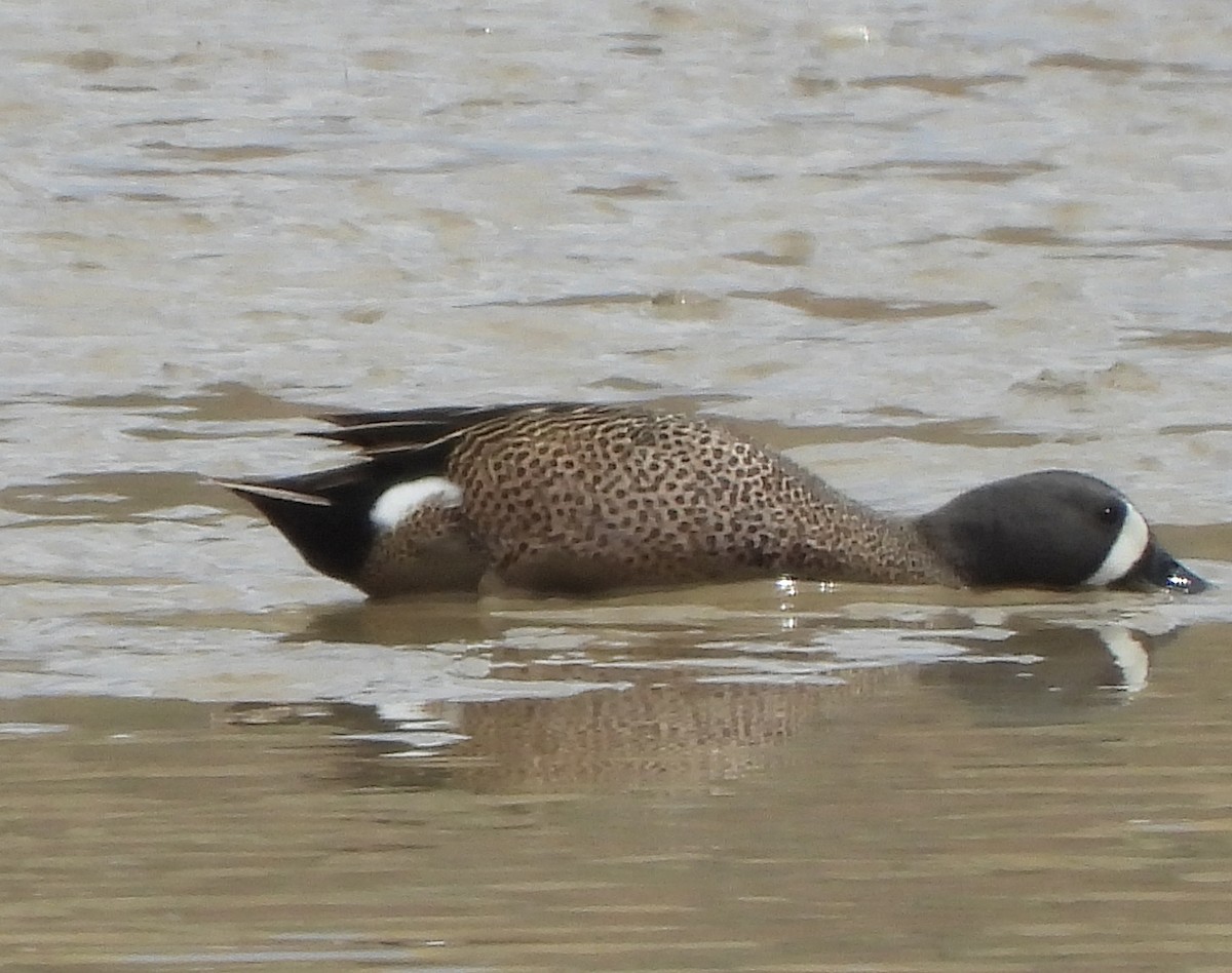 Blue-winged Teal - ML331925391