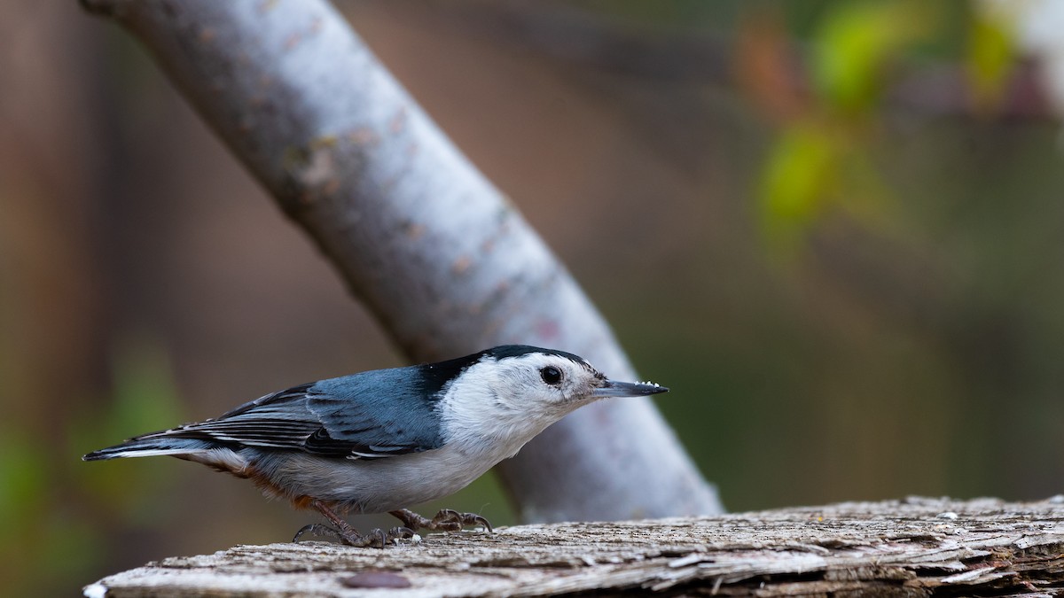 White-breasted Nuthatch - ML331925651