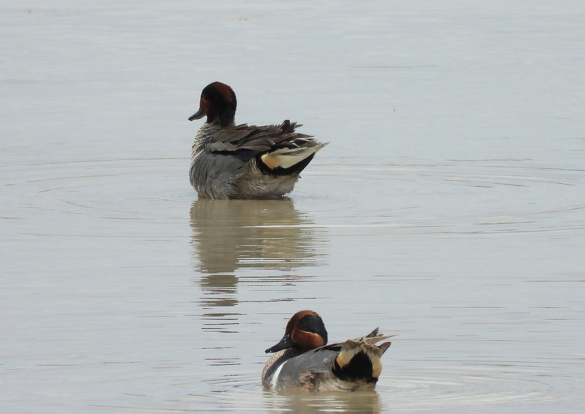 Green-winged Teal - ML331925731