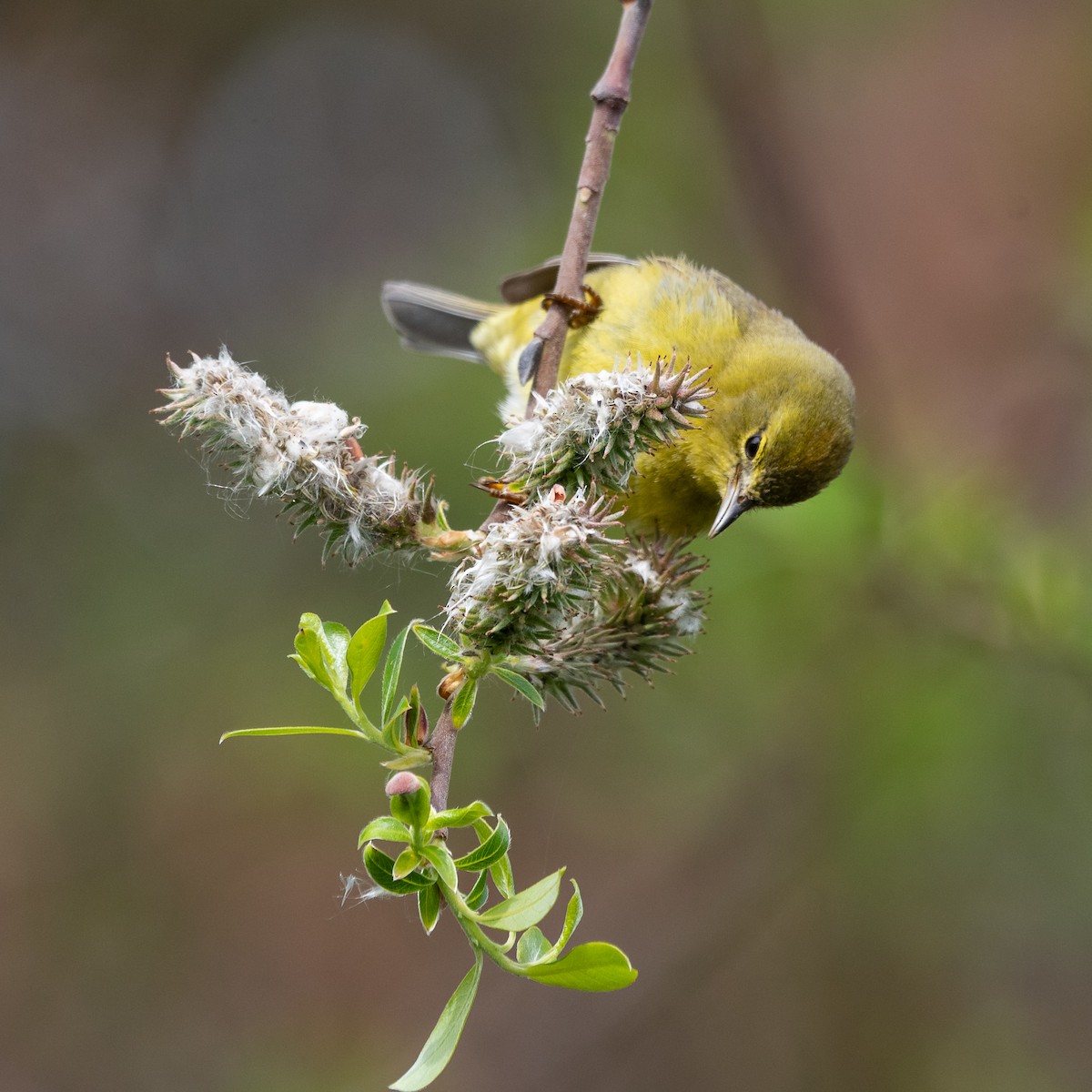 Orange-crowned Warbler - ML331926011