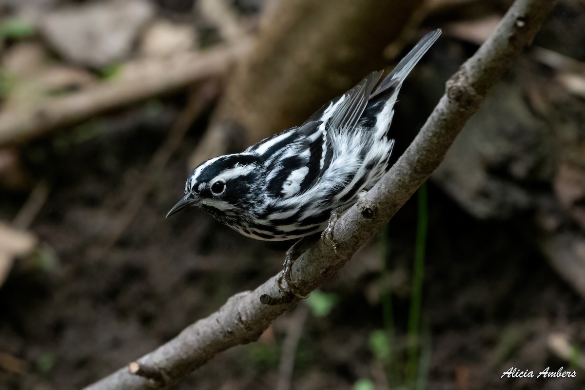 Black-and-white Warbler - ML331927641