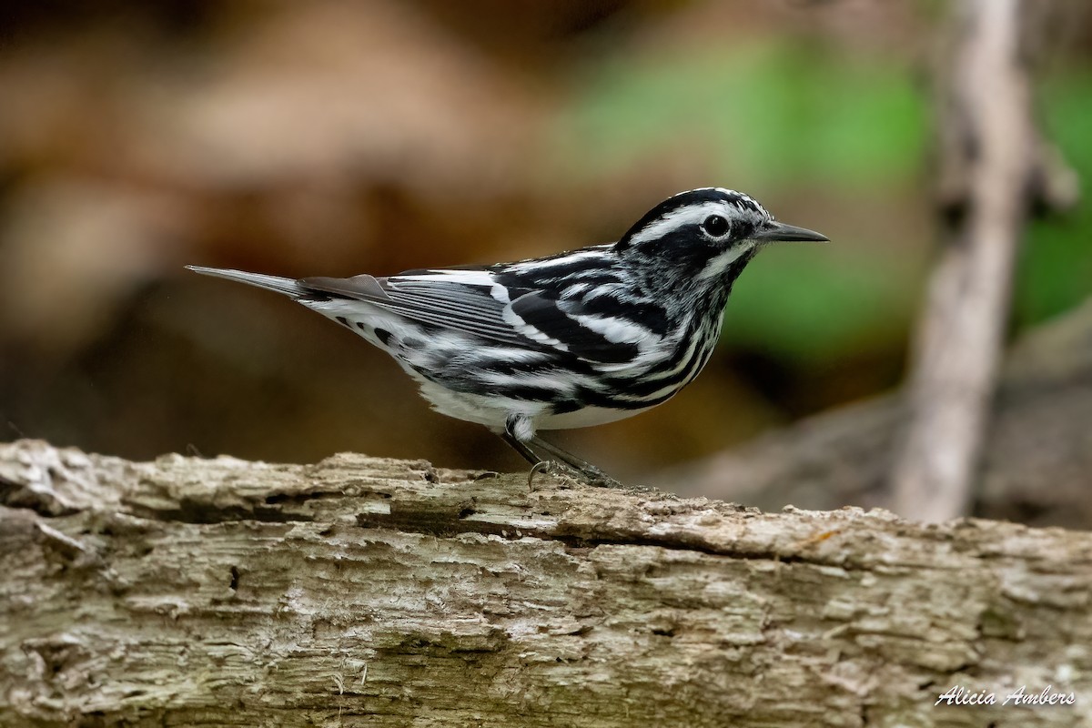 Black-and-white Warbler - ML331927661