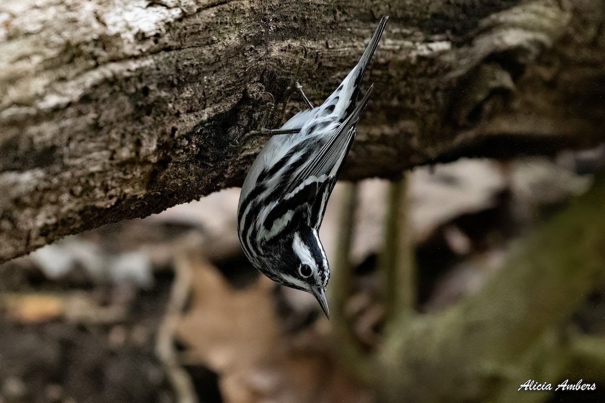 Black-and-white Warbler - ML331927681