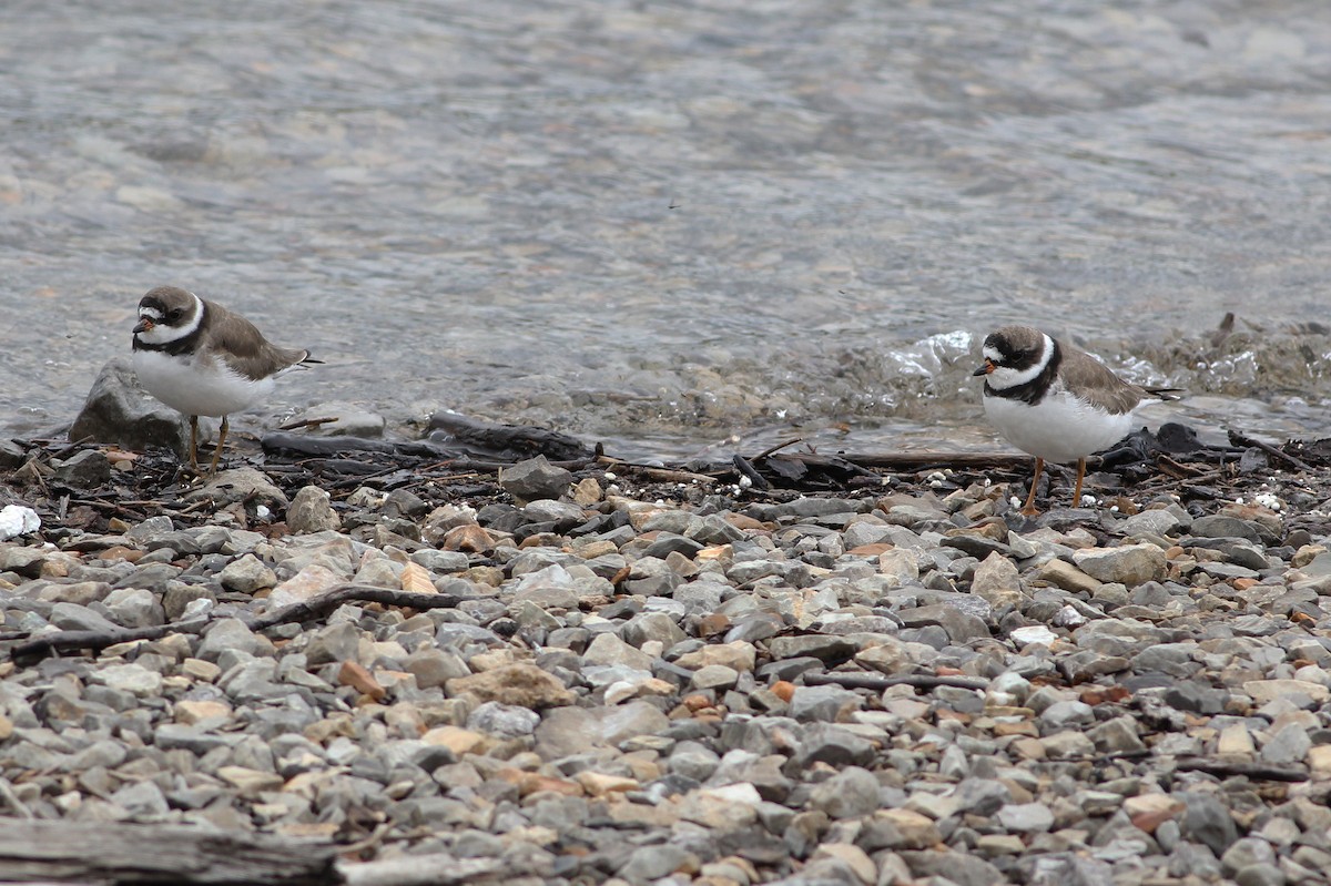 Semipalmated Plover - ML331928981
