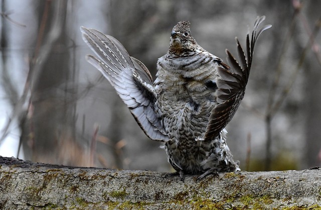 A Ruffed Grouse