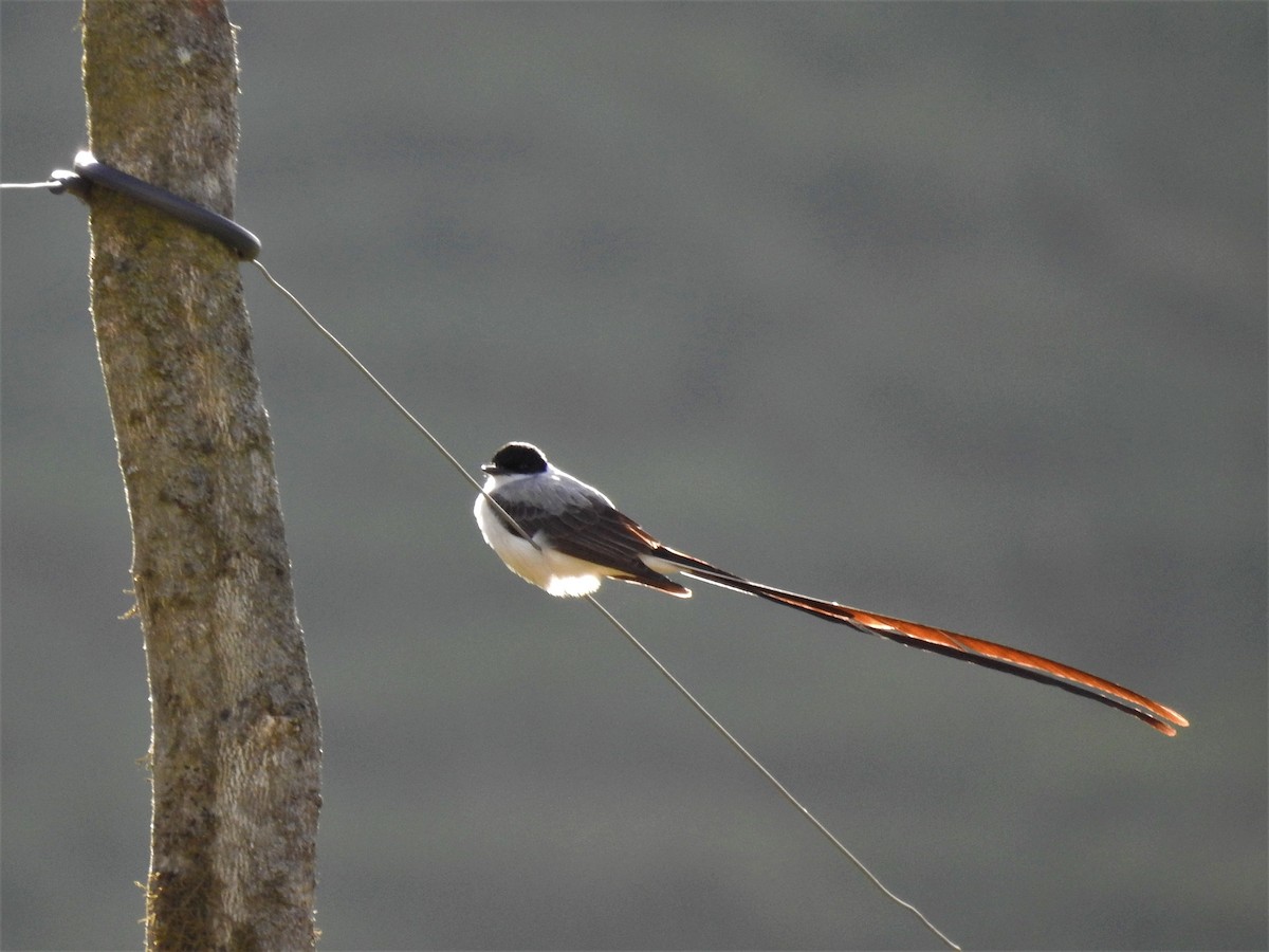 Fork-tailed Flycatcher - ML331932691
