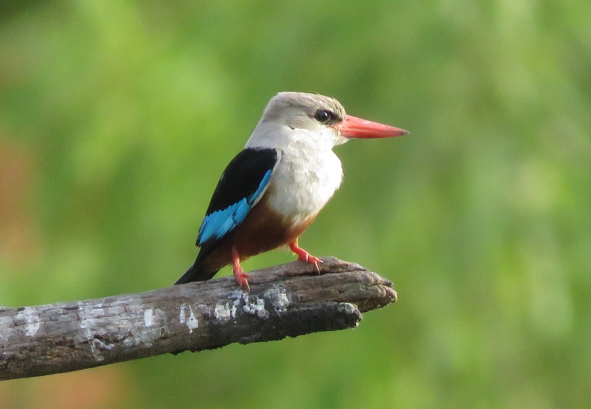 Gray-headed Kingfisher - Bram Piot