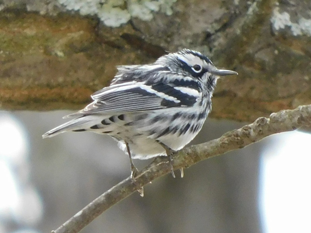 Black-and-white Warbler - ML331933811