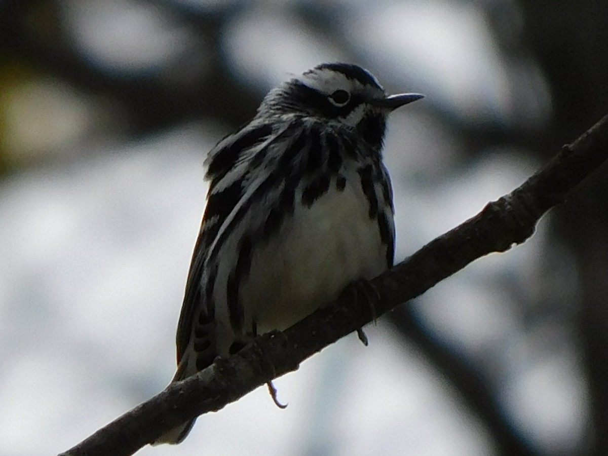 Black-and-white Warbler - ML331933821