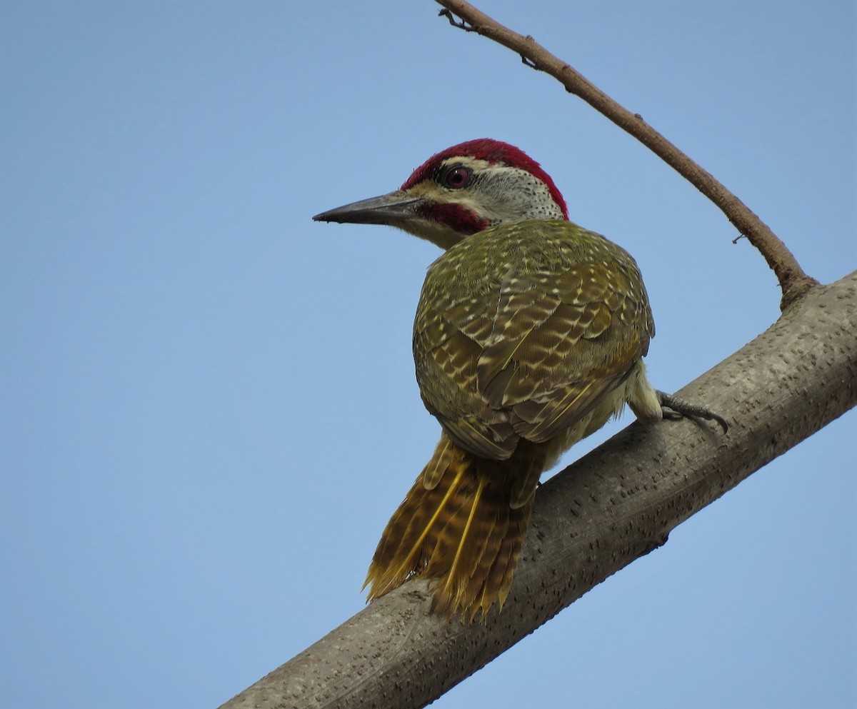 Fine-spotted Woodpecker - Bram Piot