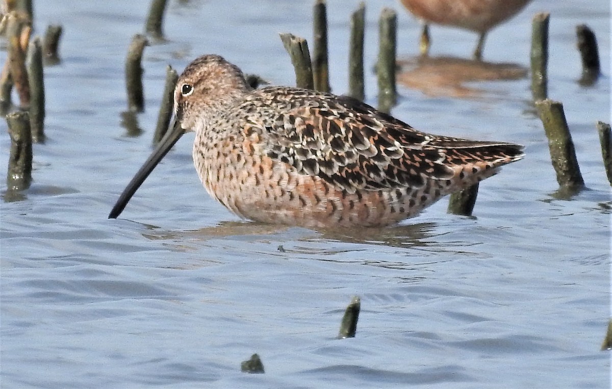Long-billed Dowitcher - ML331940521