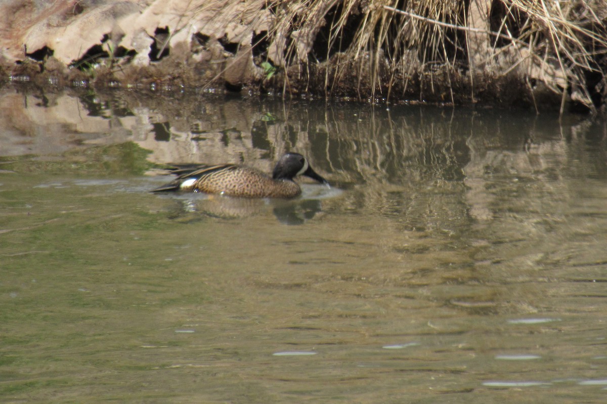Blue-winged Teal - ML331943271