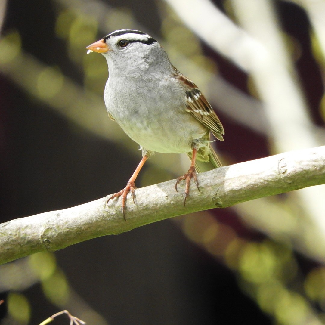 White-crowned Sparrow - Paul Kendal