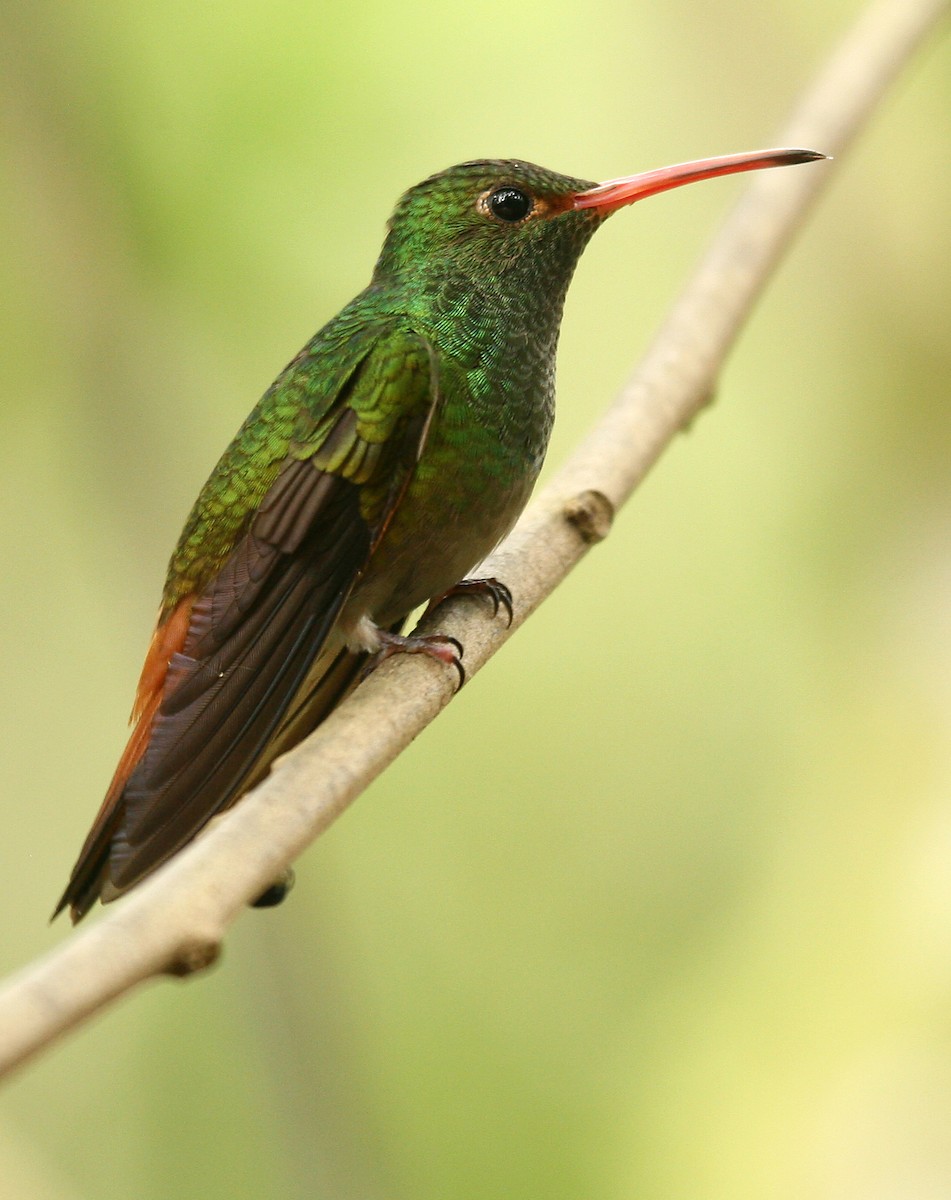 Rufous-tailed Hummingbird - Michael Woodruff