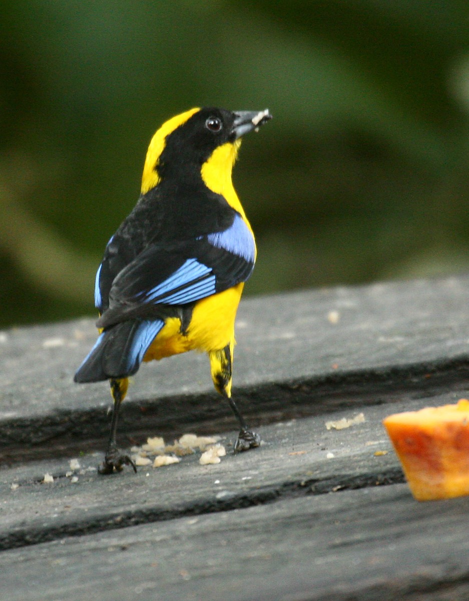 Blue-winged Mountain Tanager - Michael Woodruff