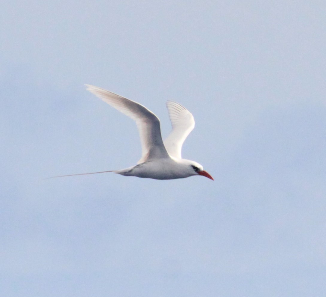 Red-tailed Tropicbird - ML331951471