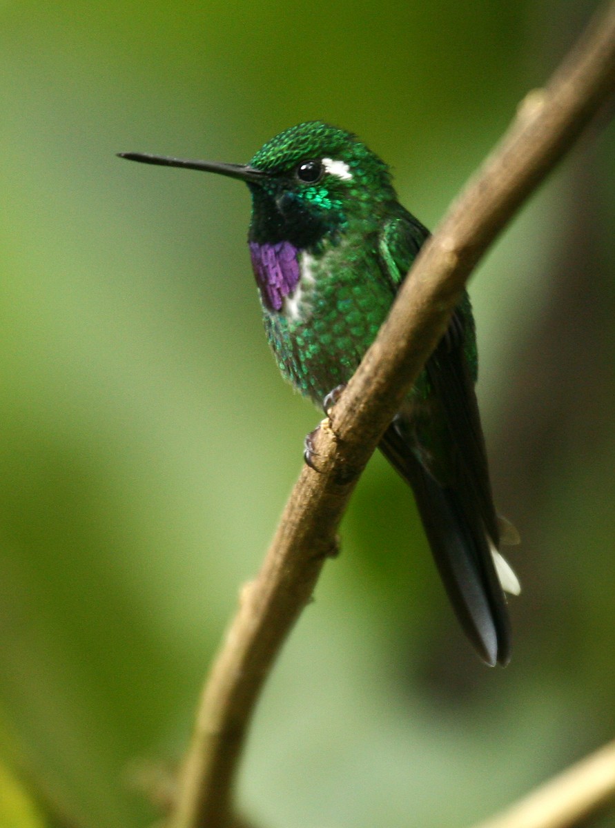 kolibřík skvrnoocasý - ML33195361
